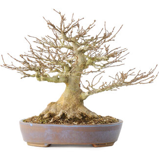 Acer buergerianum, 21,5 cm, ± 40 jaar oud