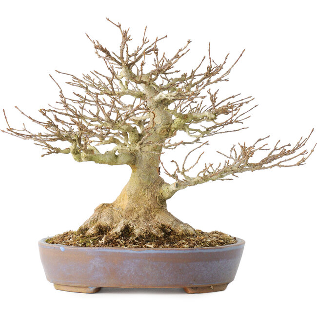 Acer buergerianum, 21,5 cm, ± 40 ans, avec un nebari de 7,5 cm