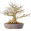 Acer buergerianum, 21,5 cm, ± 40 ans, avec un nebari de 7,5 cm