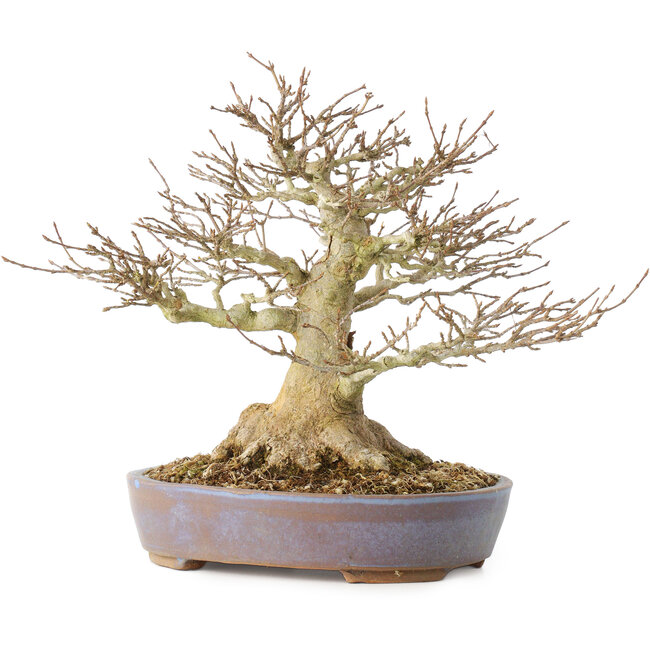 Acer buergerianum, 21,5 cm, ± 40 anni, con un nebari di 7,5 cm