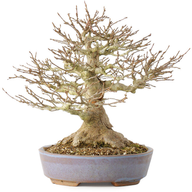 Acer buergerianum, 21,5 cm, ± 40 Jahre alt, mit einem Nebari von 7,5 cm