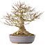 Acer buergerianum, 21,5 cm, ± 40 ans, avec un nebari de 7,5 cm