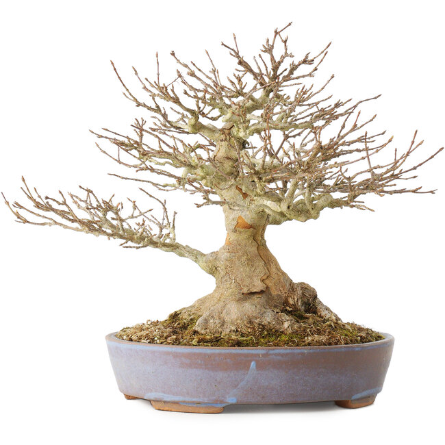 Acer buergerianum, 21,5 cm, ± 40 ans, avec un nebari de 7,5 cm