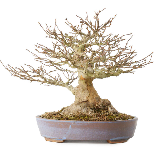 Acer buergerianum, 21,5 cm, ± 40 Jahre alt, mit einem Nebari von 7,5 cm