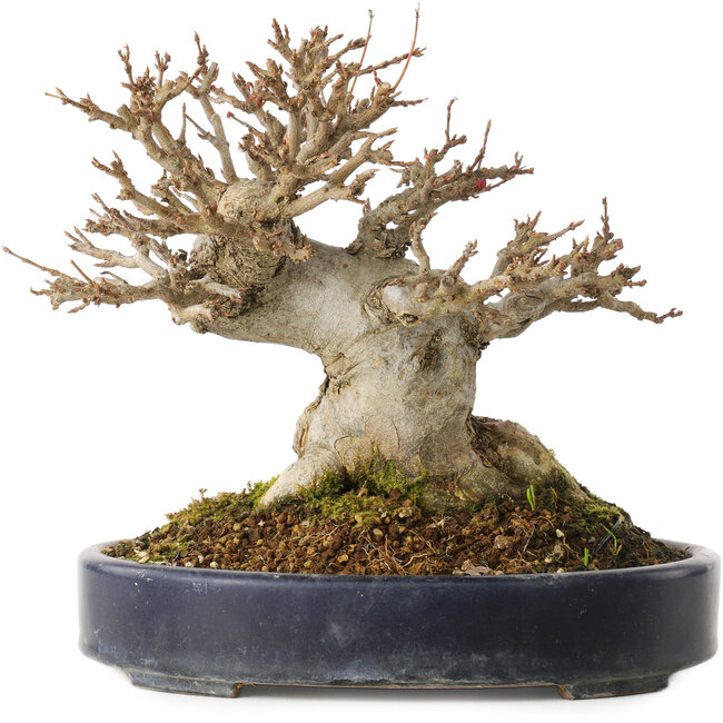 Acer buergerianum, 20 cm, ± 20 años