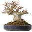 Acer buergerianum, 20 cm, ± 20 años