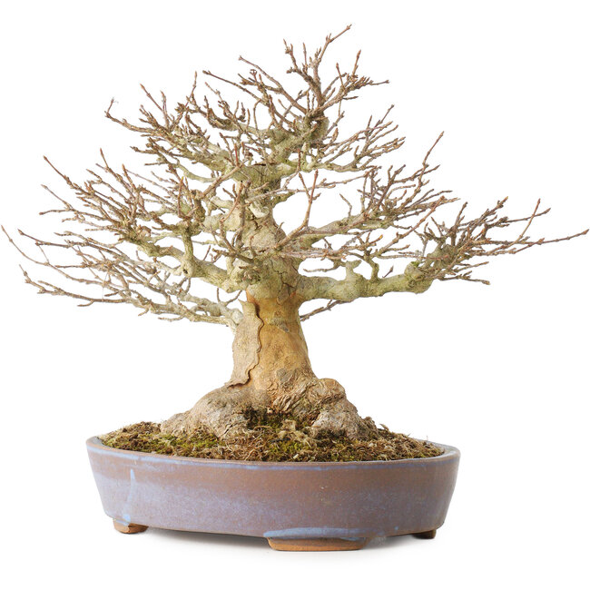 Acer buergerianum, 21,5 cm, ± 40 anni, con un nebari di 7,5 cm
