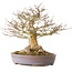 Acer buergerianum, 21,5 cm, ± 40 ans, avec un nebari de 7,5 cm