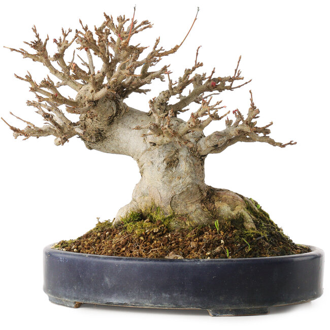 Acer buergerianum, 20 cm, ± 20 jaar oud