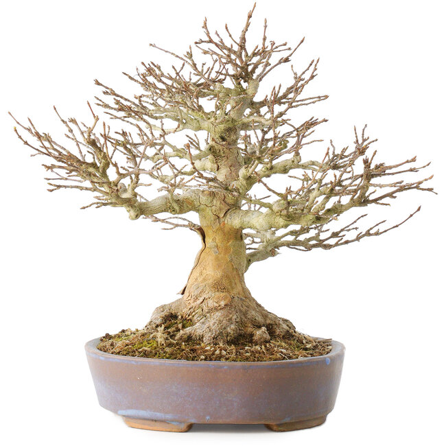Acer buergerianum, 21,5 cm, ± 40 ans, avec un nebari de 7,5 cm