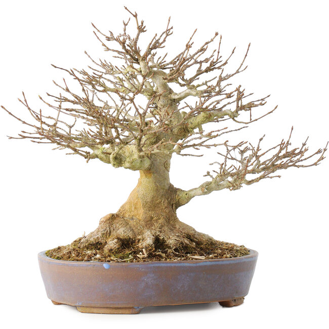 Acer buergerianum, 21,5 cm, ± 40 jaar oud, met een nebari van 7,5 cm