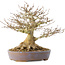 Acer buergerianum, 21,5 cm, ± 40 ans, avec un nebari de 7,5 cm