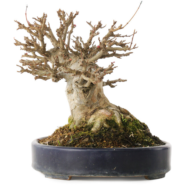 Acer buergerianum, 20 cm, ± 20 Jahre alt