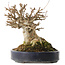 Acer buergerianum, 20 cm, ± 20 años