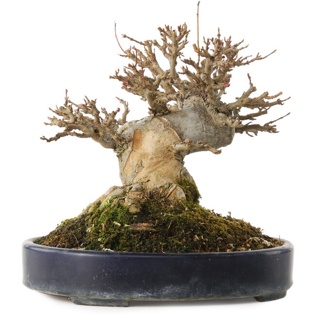 Acer buergerianum, 20 cm, ± 20 años