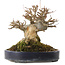 Acer buergerianum, 20 cm, ± 20 ans