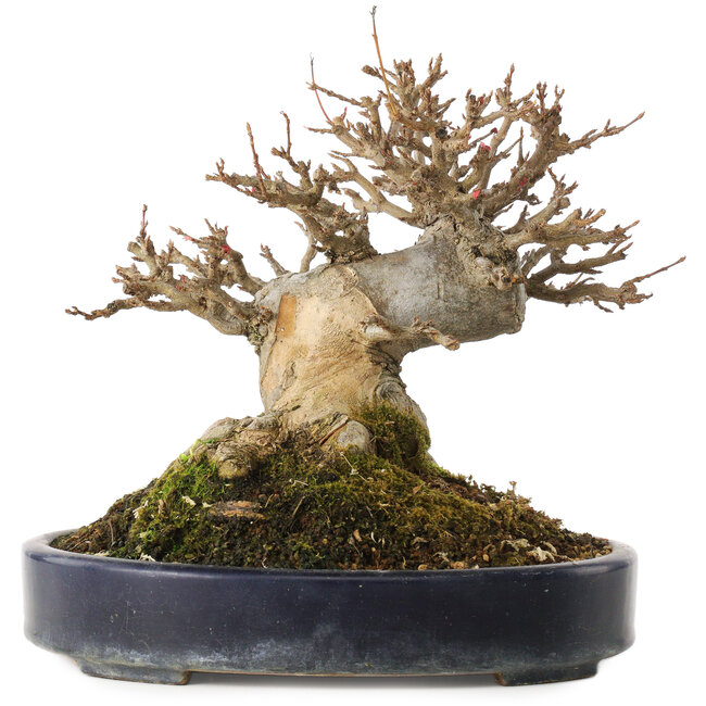 Acer buergerianum, 20 cm, ± 20 jaar oud