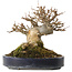 Acer buergerianum, 20 cm, ± 20 Jahre alt
