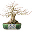 Acer palmatum, 18 cm, ± 25 jaar oud, in een handgemaakte Japanse pot van Satomi Mazan
