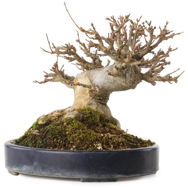 Acer buergerianum, 20 cm, ± 20 jaar oud