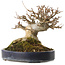 Acer buergerianum, 20 cm, ± 20 años