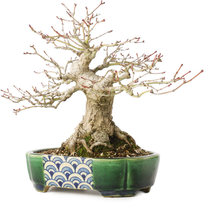 Acer palmatum, 18 cm, ± 25 ans, dans un pot japonais fait main par Satomi Mazan