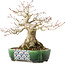 Acer palmatum, 18 cm, ± 25 jaar oud, in een handgemaakte Japanse pot van Satomi Mazan