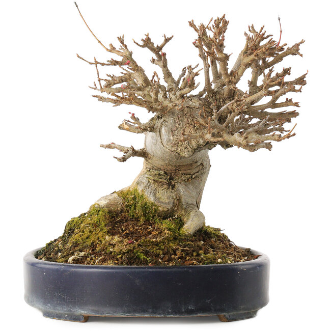 Acer buergerianum, 20 cm, ± 20 years old