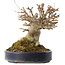Acer buergerianum, 20 cm, ± 20 years old