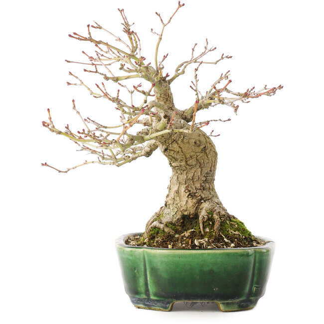 Acer palmatum, 18 cm, ± 25 Jahre alt, in einem handgefertigten japanischen Topf von Satomi Mazan