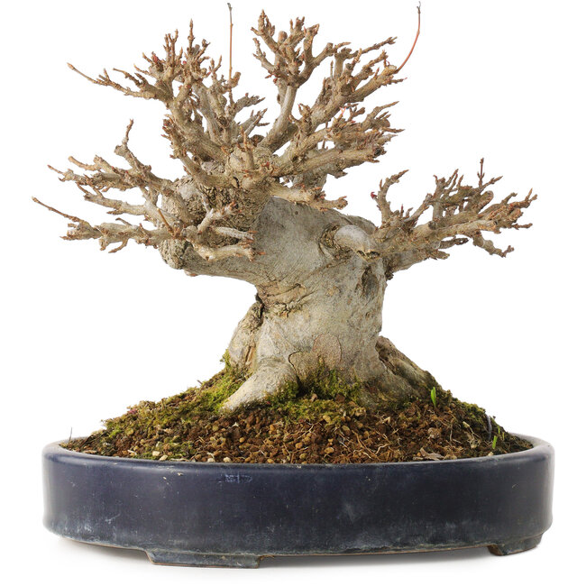 Acer buergerianum, 20 cm, ± 20 Jahre alt