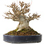 Acer buergerianum, 20 cm, ± 20 ans