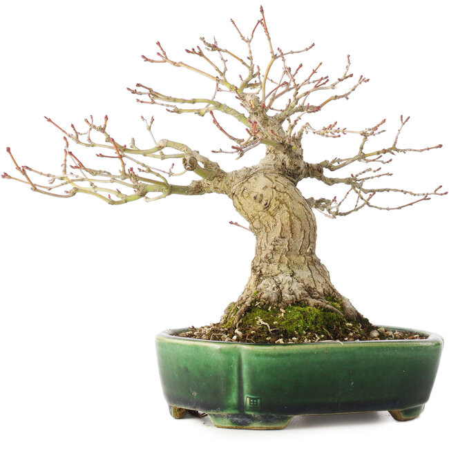 Acer palmatum, 18 cm, ± 25 jaar oud, in een handgemaakte Japanse pot van Satomi Mazan