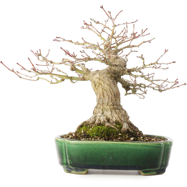 Acer palmatum, 18 cm, ± 25 years old, in a handmade Japanese pot by Satomi Mazan