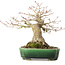 Acer palmatum, 18 cm, ± 25 ans, dans un pot japonais fait main par Satomi Mazan