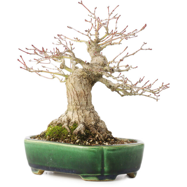 Acer palmatum, 18 cm, ± 25 ans, dans un pot japonais fait main par Satomi Mazan