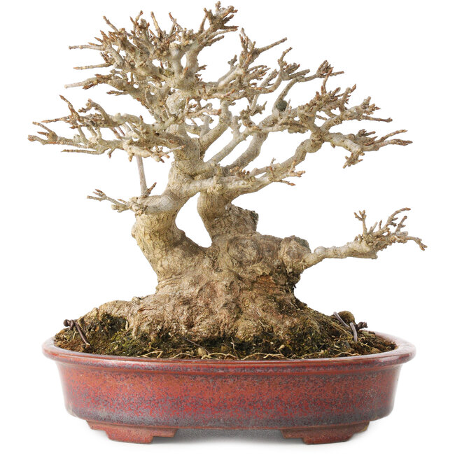 Acer buergerianum, 16 cm, ± 25 years old, with a nebari of at least 9 cm