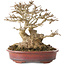 Acer buergerianum, 16 cm, ± 25 years old, with a nebari of at least 9 cm