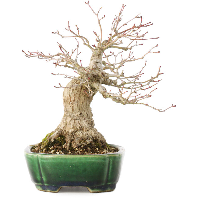 Acer palmatum, 18 cm, ± 25 years old, in a handmade Japanese pot by Satomi Mazan
