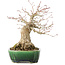 Acer palmatum, 18 cm, ± 25 jaar oud, in een handgemaakte Japanse pot van Satomi Mazan