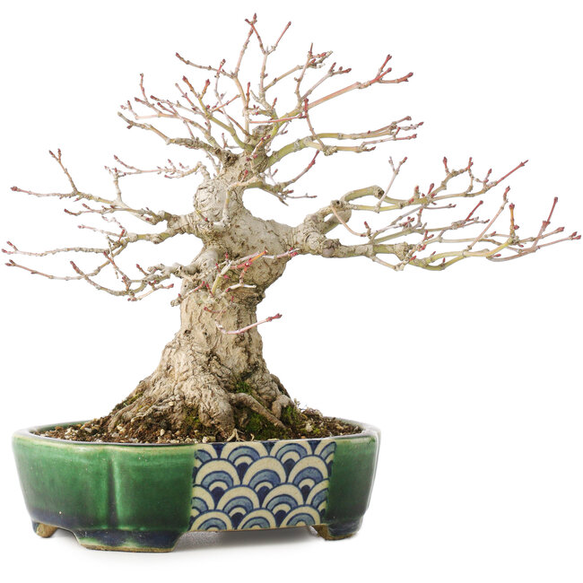 Acer palmatum, 18 cm, ± 25 ans, dans un pot japonais fait main par Satomi Mazan
