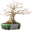 Acer palmatum, 18 cm, ± 25 jaar oud, in een handgemaakte Japanse pot van Satomi Mazan