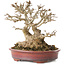 Acer buergerianum, 16 cm, ± 25 years old, with a nebari of at least 9 cm