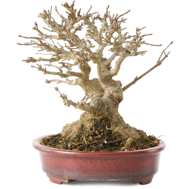 Acer buergerianum, 16 cm, ± 25 años, con un nebari de al menos 9 cm