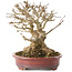 Acer buergerianum, 16 cm, ± 25 ans, avec un nebari d'au moins 9 cm