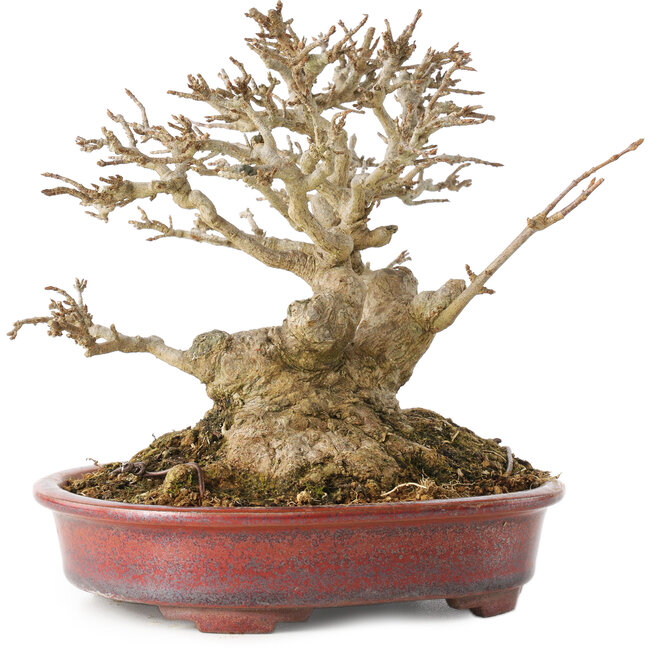 Acer buergerianum, 16 cm, ± 25 ans, avec un nebari d'au moins 9 cm