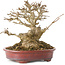 Acer buergerianum, 16 cm, ± 25 years old, with a nebari of at least 9 cm