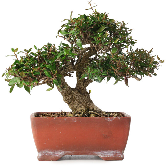 Trachelospermum asiaticum, 17,5 cm, ± 20 jaar oud