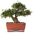 Trachelospermum asiaticum, 17,5 cm, ± 20 jaar oud