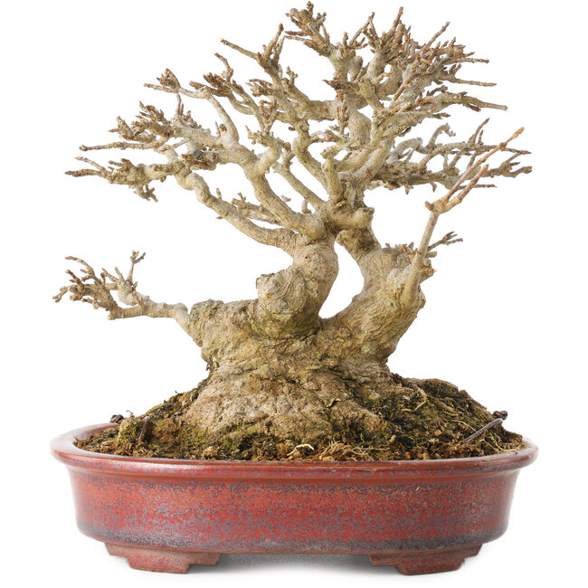 Acer buergerianum, 16 cm, ± 25 anni, con un nebari di almeno 9 cm